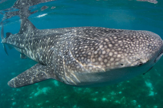 Whale shark + Sea turtle watching tour