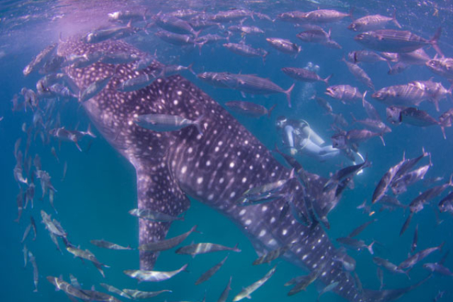 Whale shark watching tour