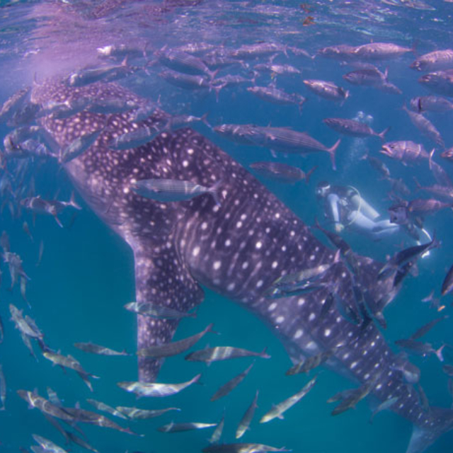 Whale shark watching tour