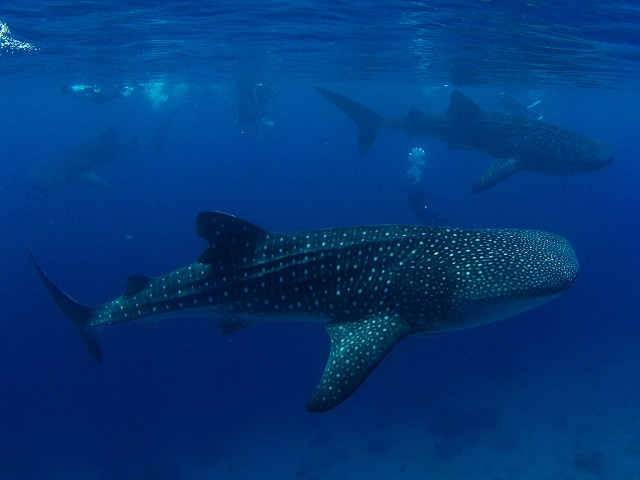 Fun diving: 1DAY trip