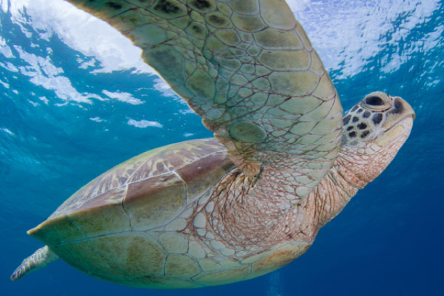 Sea turtle watching tour