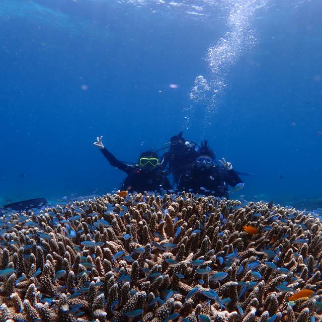 体験ダイビング＆アイランドピクニック