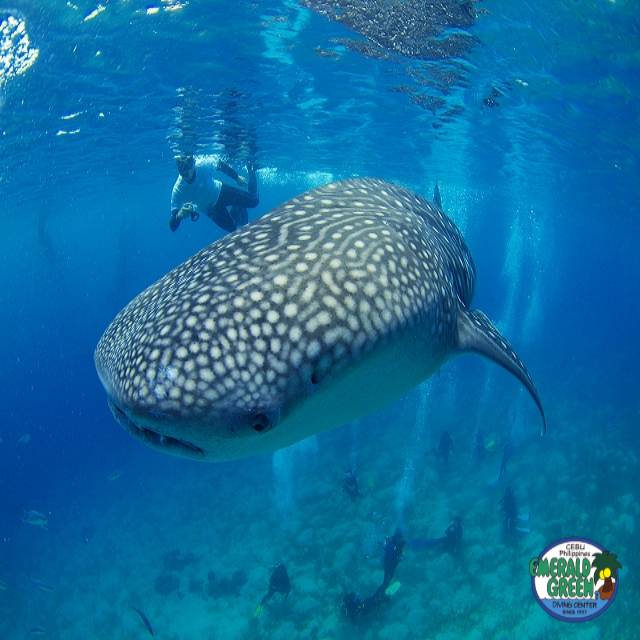 ファンダイビング:1DAYトリップ