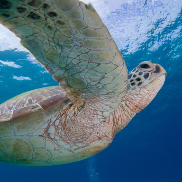 Sea turtle watching tour