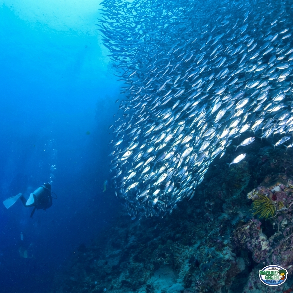 ファンダイビング